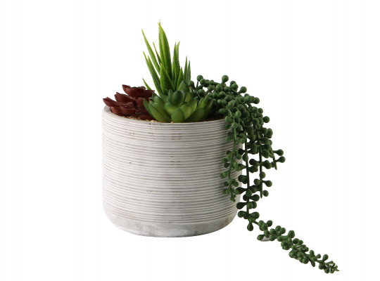 цветы KOOPMAN PLANT IN POT 20CM GROEN