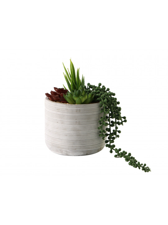 цветы KOOPMAN PLANT IN POT 20CM GROEN