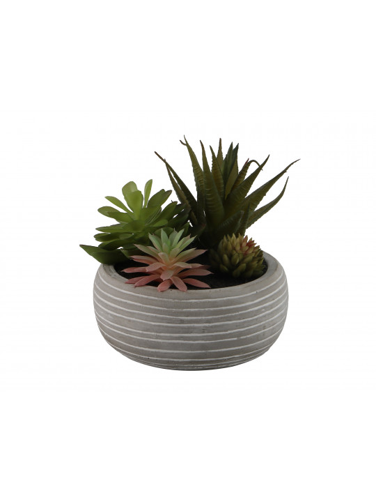 цветы KOOPMAN POTTED SUCCULENT 14CM 3ASS