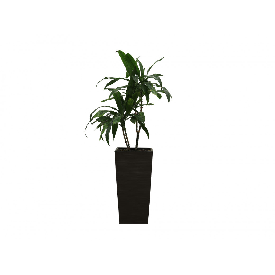 living trees M.A DRACENA MARGARITA