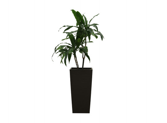 living trees M.A DRACENA MARGARITA