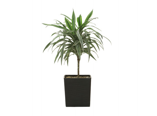 living trees M.A DRACENA