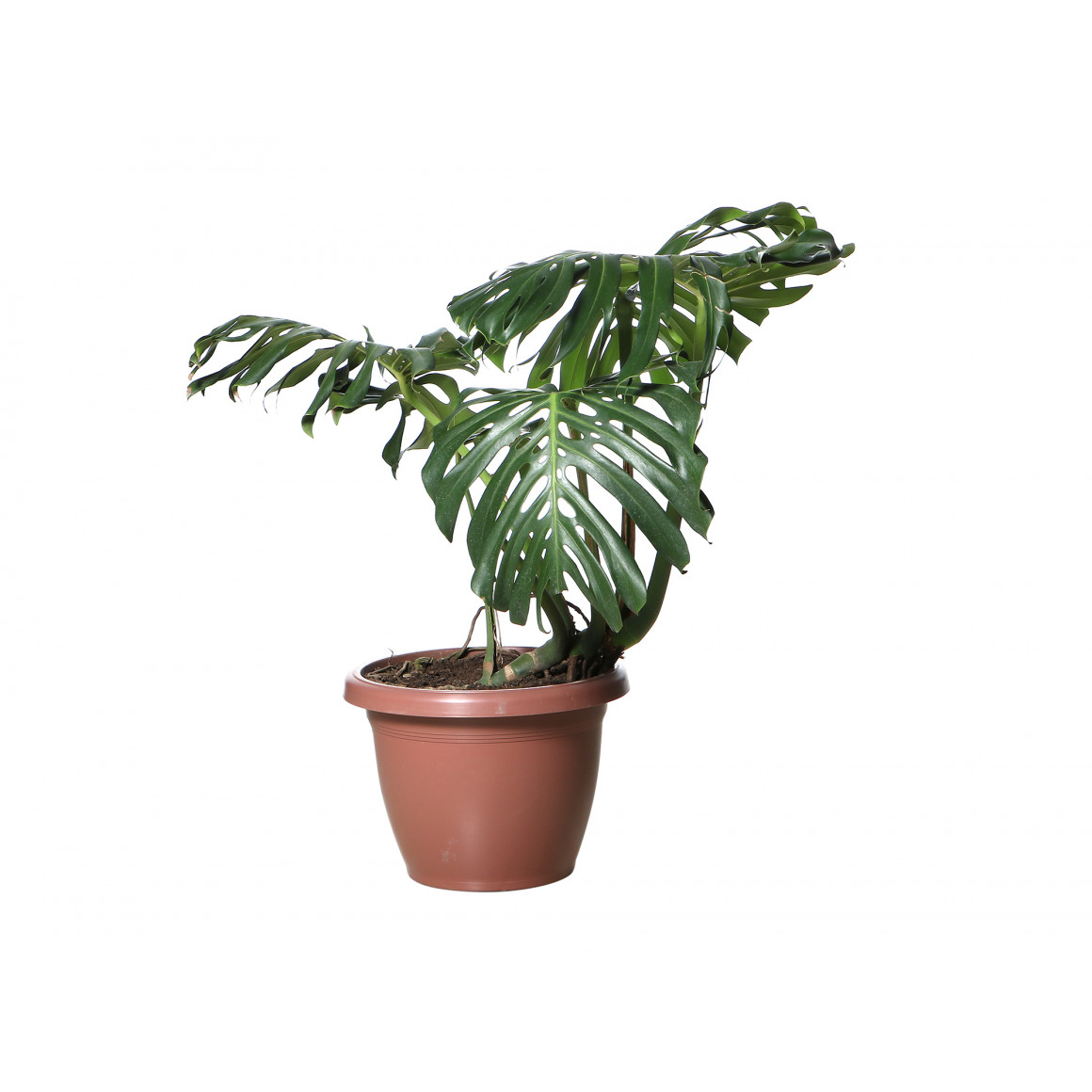 living trees M.A MONSTERA 2