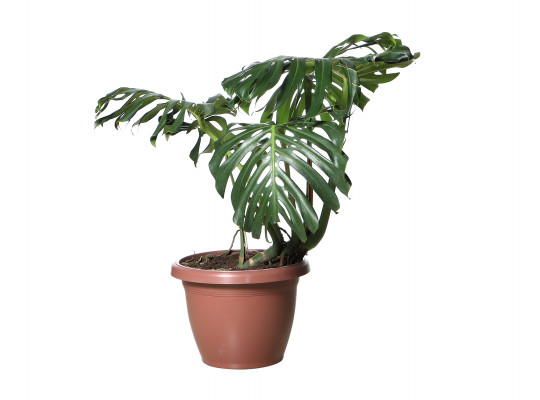 living trees M.A MONSTERA 2