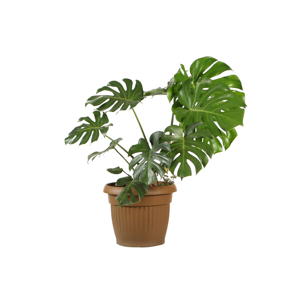 живые деревья M.A MONSTERA