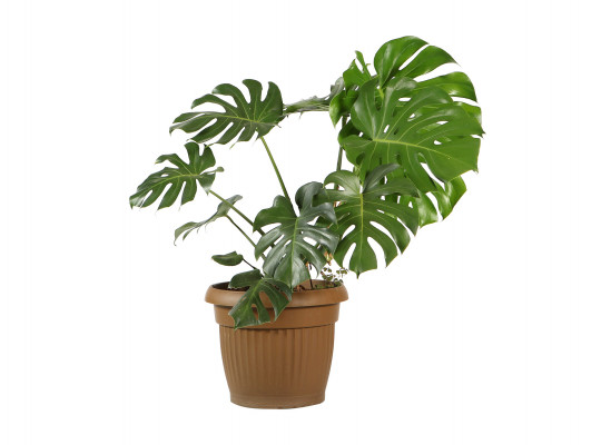 живые деревья M.A MONSTERA