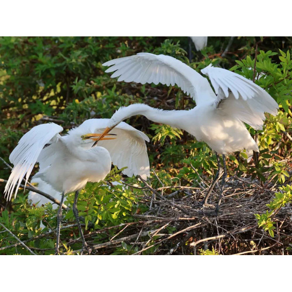 ციფრული ფოტოკამერა CANON EOS R10 RF-S 18-45 IS STM