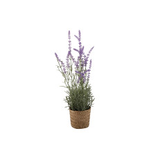 flowers KOOPMAN LAVANDER