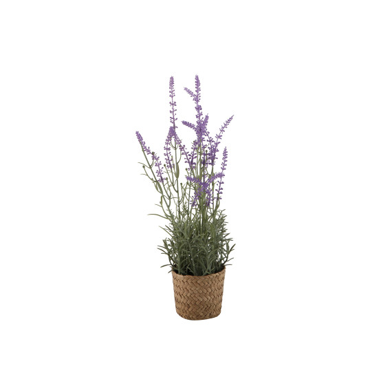 flowers KOOPMAN LAVANDER