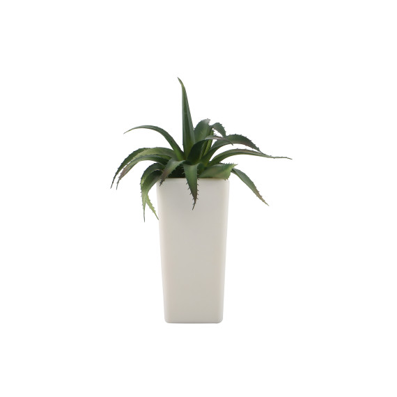 flowers KOOPMAN PLANT IN POT 4ASS